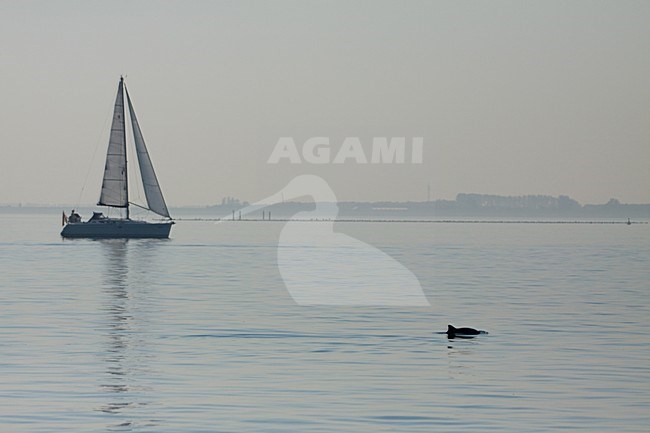 Bruinvisen in de Oosterschelde; Harbour Porpoises at Oosterschelde stock-image by Agami/WJ Strietman,