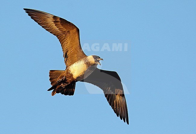 Light morph Pomarine Skua (Stercorarius pomarinus) in arctic Alaska, United States. stock-image by Agami/Dani Lopez-Velasco,