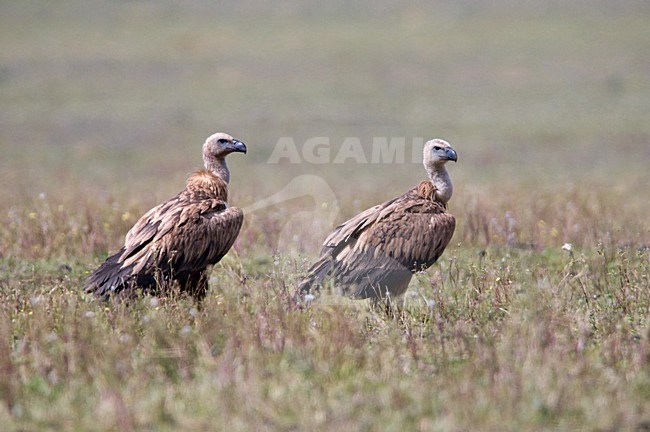 Vale Gieren op de grond; Griffon Vultures on the ground stock-image by Agami/Hans Germeraad,