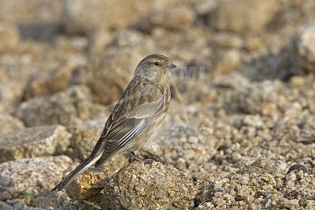 Twite foraging on ground, Frater foeragerend op grond stock-image by Agami/Jari Peltomäki,