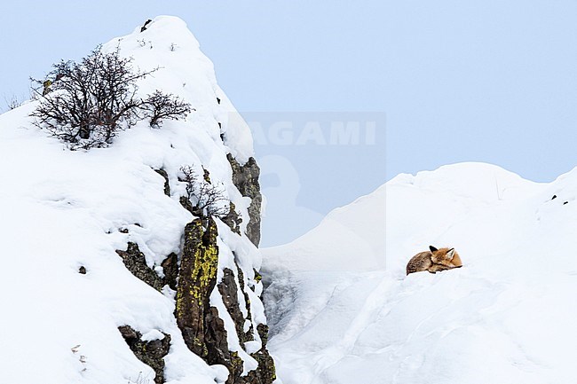 Vos liggend op besneeuwde heuvel; Fox lying at snow-covered hill stock-image by Agami/Caroline Piek,