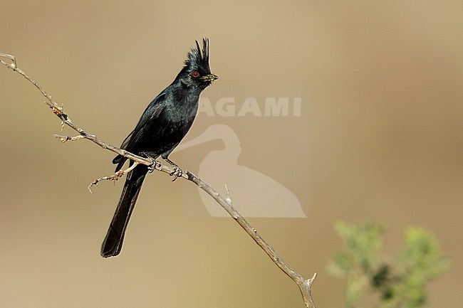 Adult male Phainopepla (Phainopepla nitens) perhed on a small branch against brown background in Riverside Co., California, United States. stock-image by Agami/Brian E Small,