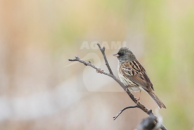 Black-faced Bunting - Maskenammer - Emberiza spodocephala ssp. spodocephala, Russia (Baikal), adult male stock-image by Agami/Ralph Martin,