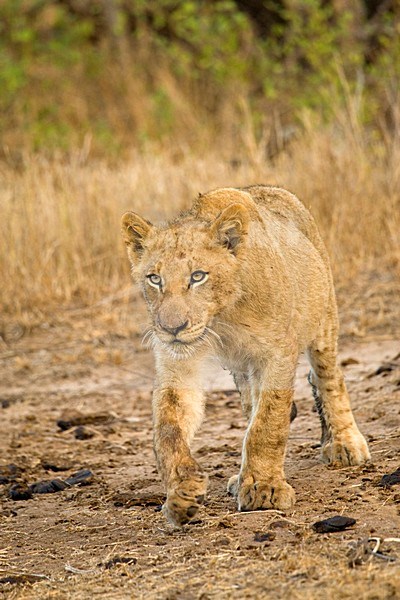 Jonge Afrikaanse Leeuw; Young African Lion stock-image by Agami/Marc Guyt,