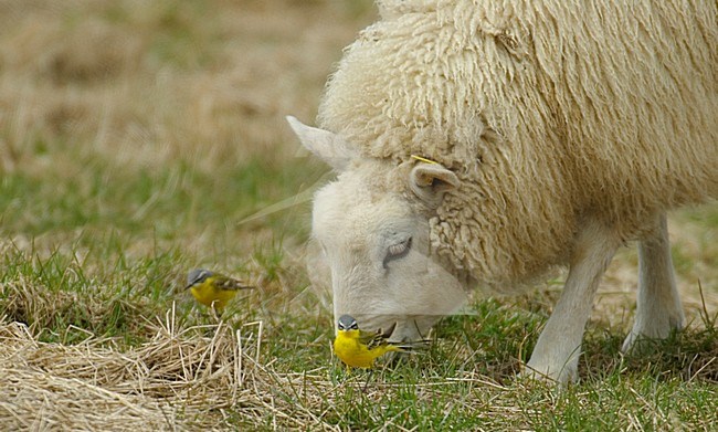 Gele Kwikstaart foeragerend bij schaap; Blue-headed Wagtail foraging with sheep stock-image by Agami/Hans Gebuis,