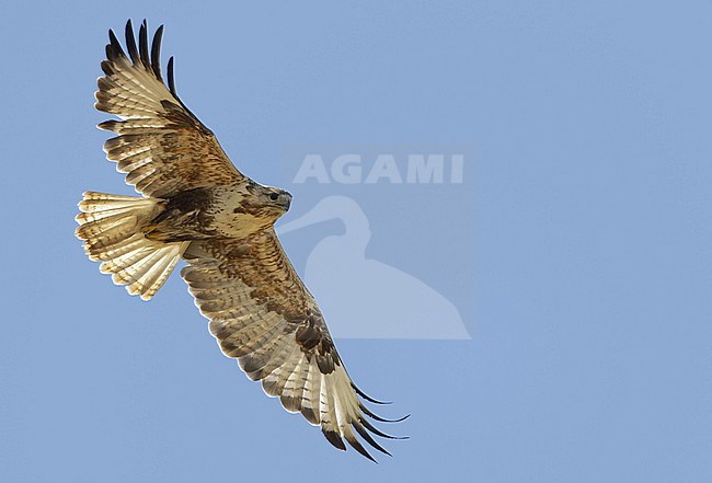 Upland Buzzard (Buteo hemilasius) in flight in Mongolia during summer. stock-image by Agami/Jari Peltomäki,