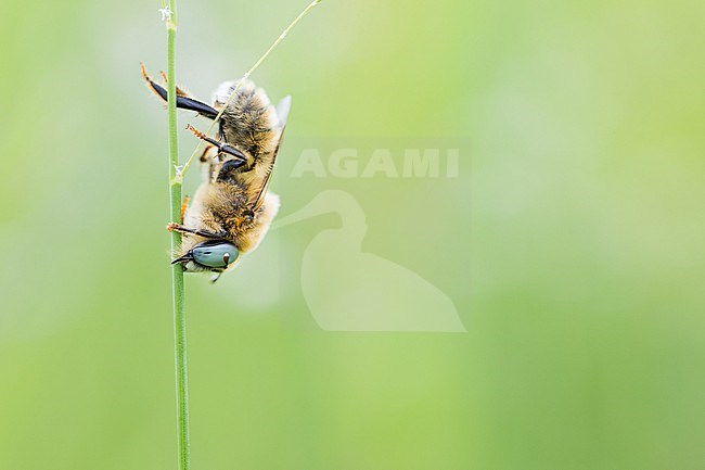 Melitturga sp., Schwebebienen, Russia (Baikal), imago stock-image by Agami/Ralph Martin,