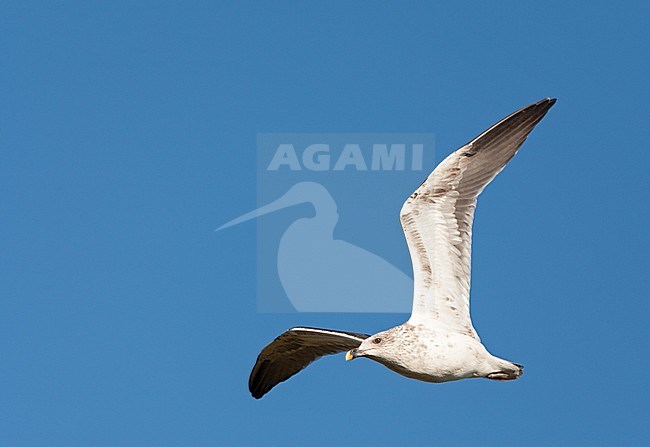 Second-year (October) Lesser Black-backed Gull (Larus fuscus) in flight along the coast of Katwijk in the Netherlands. Showing under wing stock-image by Agami/Marc Guyt,