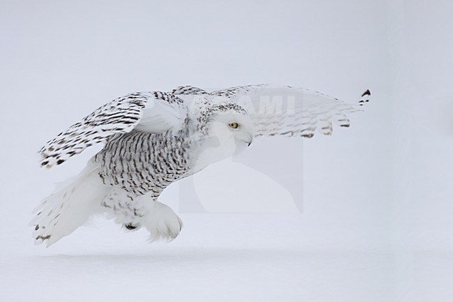 Sneeuwuil vliegend; Snowy Owl flying stock-image by Agami/Chris van Rijswijk,
