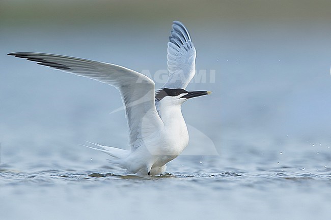 Adult Cabot's Tern (Thalasseus acuflavidus) standing on the beach in Galveston County, Texas, USA. stock-image by Agami/Brian E Small,