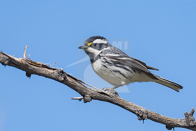 Adult male
Riverside Co., CA
April 2022 stock-image by Agami/Brian E Small,