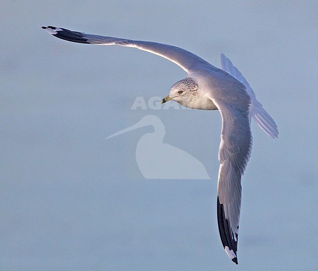 Adult Ring-billed Gull (Larus delawarensis) in winter plumage. A rare vagrant to the Netherlands. stock-image by Agami/Harvey van Diek,