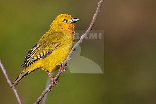 Holub's Golden Weaver (Ploceus xanthops) perched on a branch in Angola. stock-image by Agami/Dubi Shapiro,