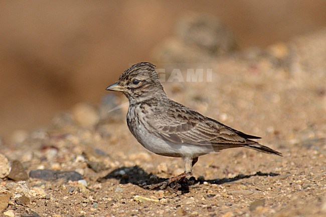 Indische Zandleeuwerik, Indian Sand Lark, Alaudala raytal stock-image by Agami/Laurens Steijn,