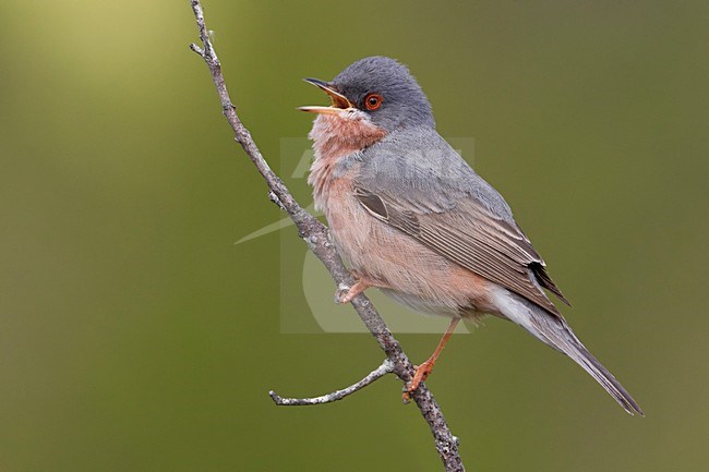 Male Moltoni's Warbler singing stock-image by Agami/Daniele Occhiato,