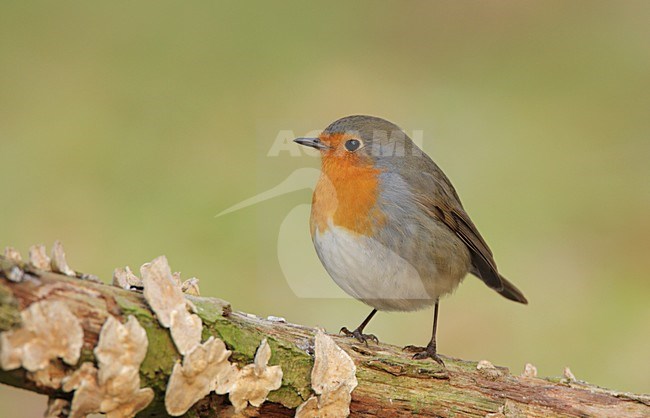 Roodborst zittend; European Robin perched stock-image by Agami/Reint Jakob Schut,