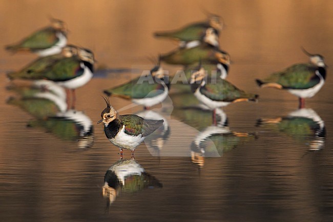 Kievit, Northern Lapwing; Vanellus vanellus stock-image by Agami/Daniele Occhiato,