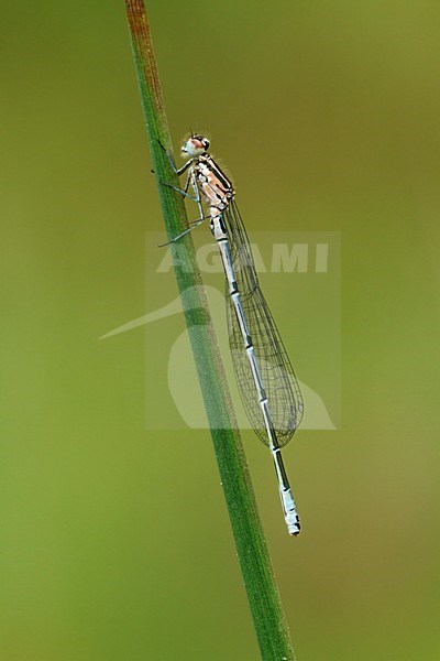 rustende Azuurwaterjuffer; Resting Azure Damselfly; stock-image by Agami/Walter Soestbergen,