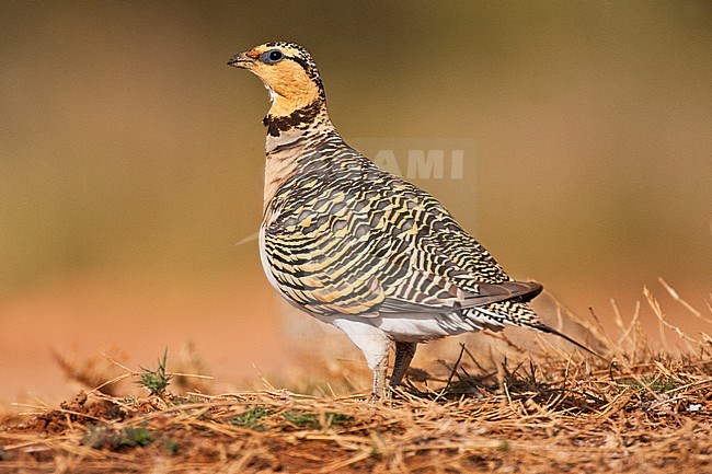 Vrouwtje Witbuikzandhoen bij de drinkplaats; Female  Pin-tailed Sandgrouse (Pterocles alchata) at drinking station stock-image by Agami/Marc Guyt,