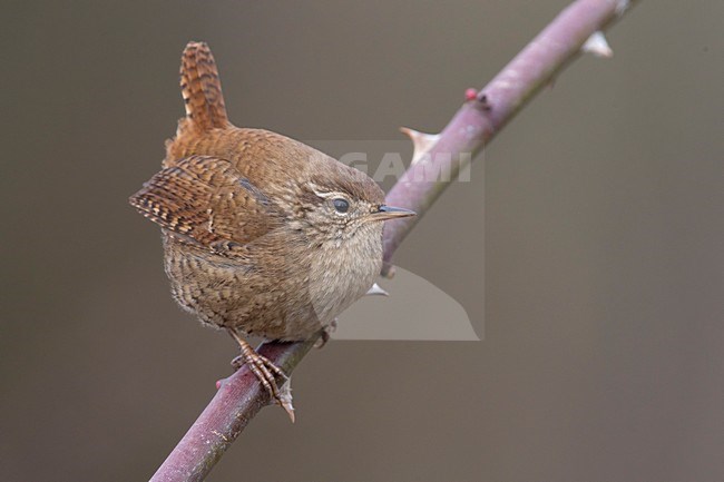 Winterkoning zittend op tak, Winter Wren perched on branch stock-image by Agami/Daniele Occhiato,