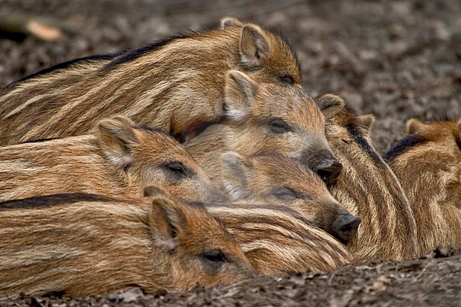 Jonge Wild Zwijnen; Young Wild boars stock-image by Agami/Wim Wilmers,