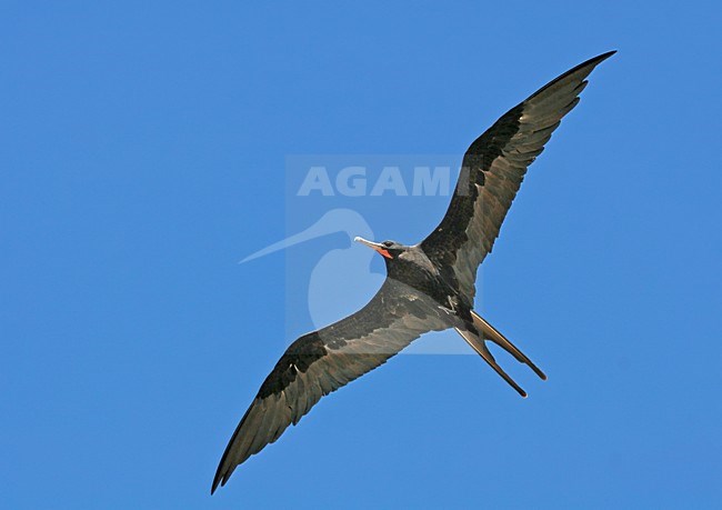 Vliegend mannetje Grote Fregatvogel, Great Frigatebird male in flight stock-image by Agami/Pete Morris,