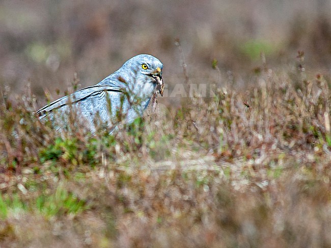 Male Montagu's Harrier (Circus pygargus) standing on the ground on the Holterberg, Sallandse heuvelrug, Netherlands. With a just caught Sand Lizzard as prey in its beak. stock-image by Agami/Marc Guyt,