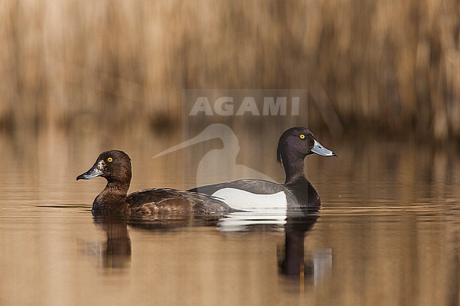 Zwemmend paar volwassen Kuifeenden; Tufted Duck adult couple swimming stock-image by Agami/Menno van Duijn,