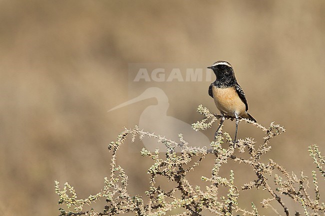 Pied Wheatear - Nonnensteinschmätzer - Oenanthe pleschanka, adult male winter plumage stock-image by Agami/Ralph Martin,