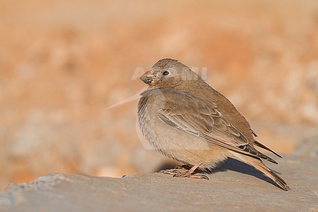 Trumpeter Finch - Wüstengimpel - Bucanetes githagineus ssp. zedlitzi, Morocco stock-image by Agami/Ralph Martin,