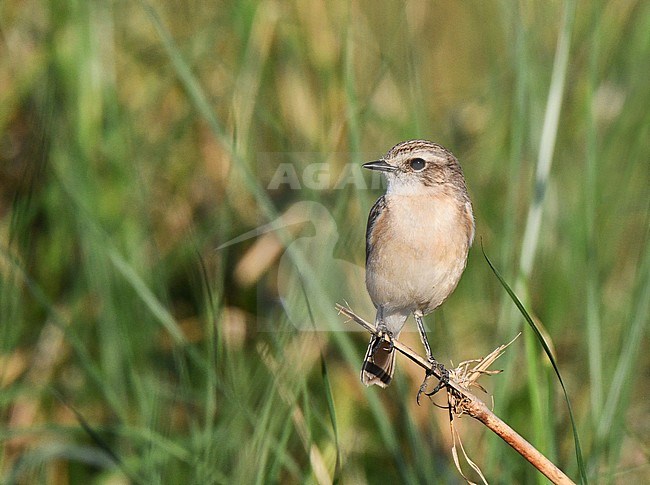 Female White-tailed Stonechat (Saxicola leucurus) near Bagan in Myanmar. stock-image by Agami/Laurens Steijn,