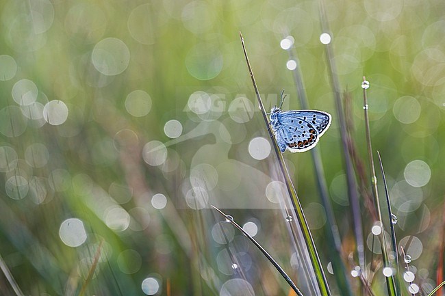 Heideblauwtje, Silver-studded Blue, Plebejus aragus stock-image by Agami/Wil Leurs,