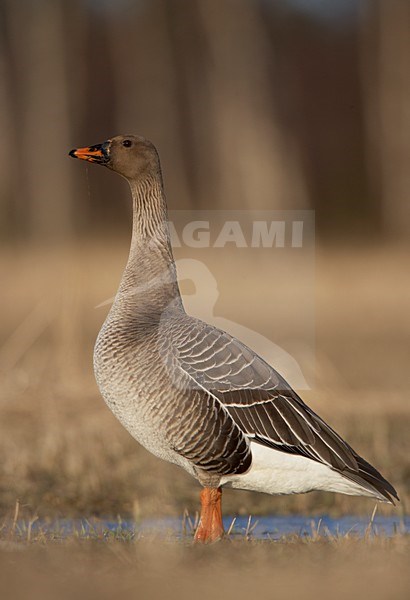 Overwinterende Taigarietgans; Wintering Taiga Bean Goose stock-image by Agami/Markus Varesvuo,