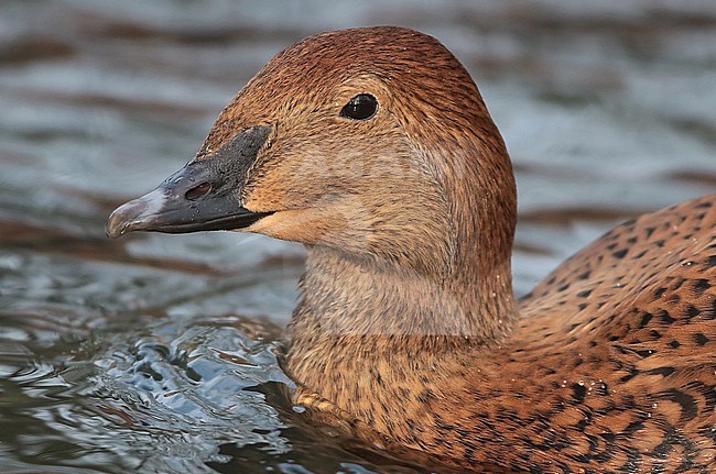 King Eider (Somateria Spectabilis) adult female swimming. stock-image by Agami/Fred Visscher,