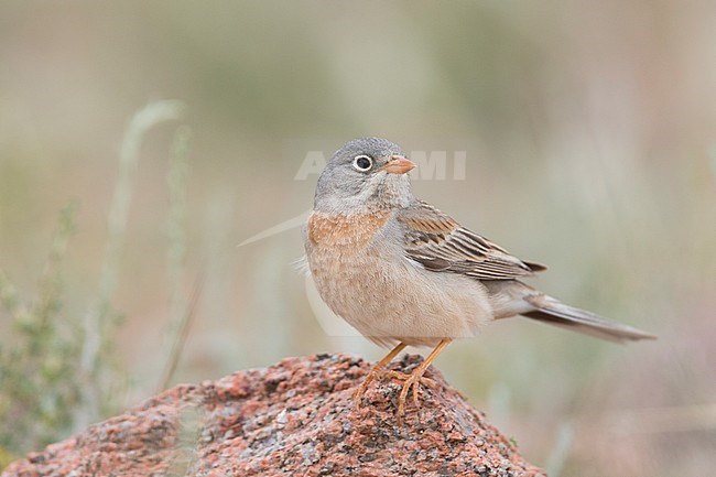 Grey-necked Bunting - Steinortolan - Emberiza buchanani, Kyrgyzstan, adult male stock-image by Agami/Ralph Martin,