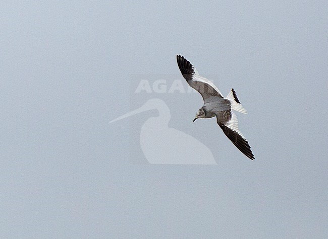 First winter Sabine's Gull (Xema sabini) in The Netherlands. This plumage is rare for Europe, while the species normally spends the winters on southern oceans stock-image by Agami/Edwin Winkel,