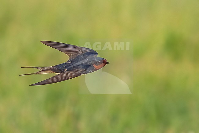 Adult American Barn Swallow (Hirundo rustica erythrogaster) in flight Galveston County, Texas, United States. stock-image by Agami/Brian E Small,