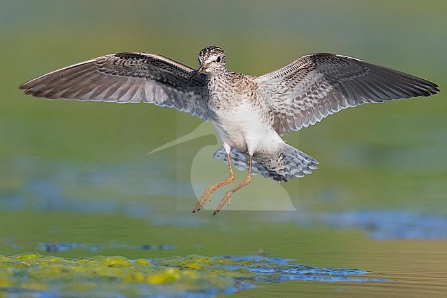 Wood Sandpiper (Tringa glareola), stock-image by Agami/Saverio Gatto,