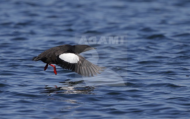 Adult summer plumaged Black Guillemot (Cepphus grylle grylle) at Hirsholmene in Denmark. Bird flying low over the seawater of the Danish North sea with dangling red colored feet. stock-image by Agami/Helge Sorensen,