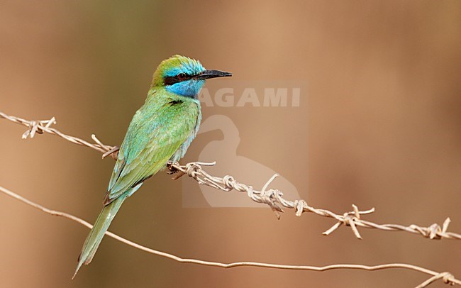 Kleine Groene Bijeneter in zit; Green Bee-eater perched stock-image by Agami/Markus Varesvuo,