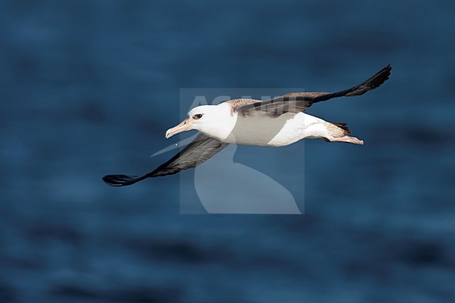 Laysanalbatros in de vlucht; Laysan Albatross in flight stock-image by Agami/Martijn Verdoes,