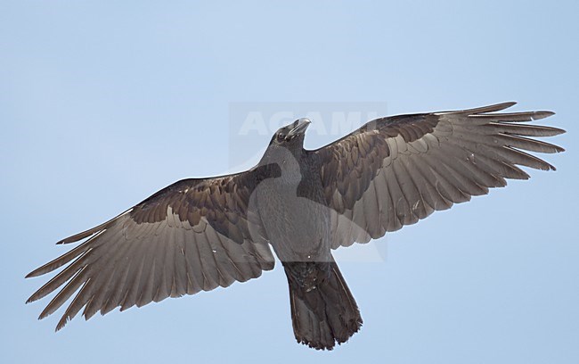 Raaf in vlucht, Common Raven in flight stock-image by Agami/Markus Varesvuo,