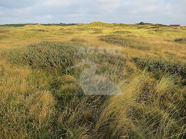 Wilde Gagel in duinen op Vlieland; Bog Myrtle in dunes at Vlieland stock-image by Agami/Marc Guyt,