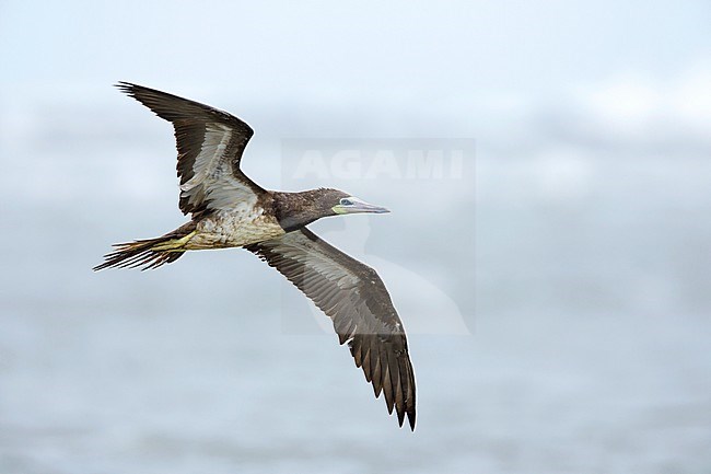 Adult Brown Booby (Sula leucogaster) in flight
Galveston Co., TX
April 2017 stock-image by Agami/Brian E Small,