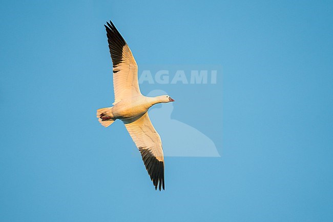 Adult
Colusa Co., CA
January 2023 stock-image by Agami/Brian E Small,