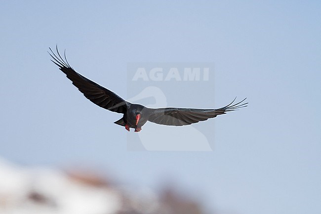 Red-billed Chough (Pyrrhocorax parrhocorax ssp. barbarus), Morocco, adult in flight stock-image by Agami/Ralph Martin,