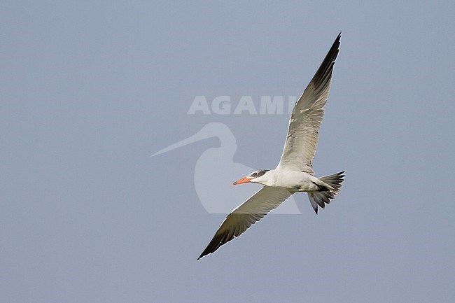 Reuzenstern; Caspian Tern, Hydroprogne caspia, Oman, 2nd cy stock-image by Agami/Ralph Martin,
