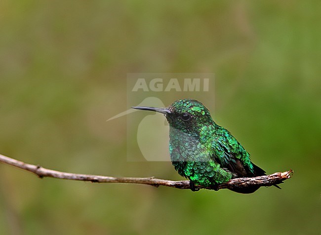 Garden Emerald, Chlorostilbon assimilis stock-image by Agami/Greg & Yvonne Dean,