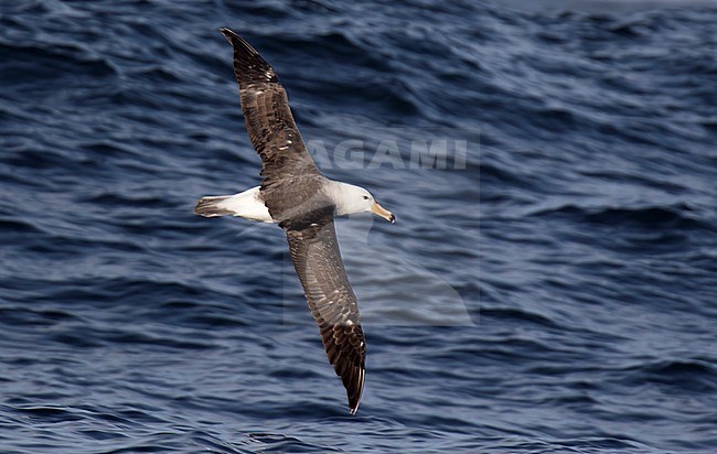 Immature Black-browed Albatross (Thalassarche melanophris) flying over the pacific ocean off Chile. Seen from above. stock-image by Agami/Dani Lopez-Velasco,