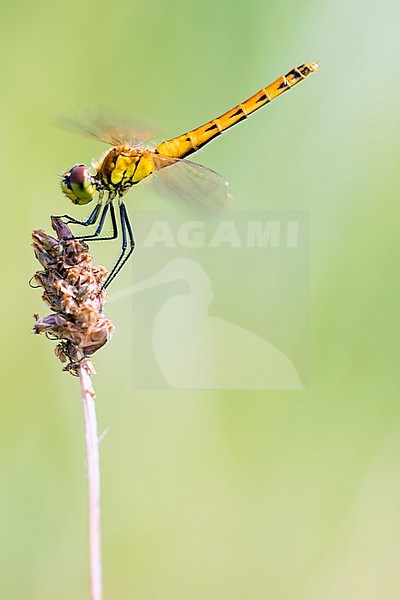 Spotted Darter, Marshland Darter, Sympetrum depressiusculum stock-image by Agami/Wil Leurs,